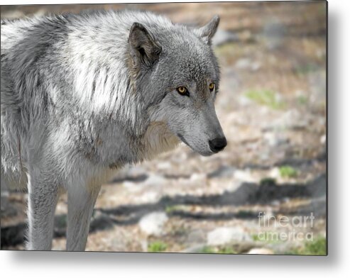 Canis Lupus Metal Print featuring the photograph Artic Wolf by Anthony Sacco