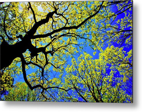 Tree Canopy Metal Print featuring the photograph Artsy Tree Canopy Series, Early Spring - # 01 by The James Roney Collection