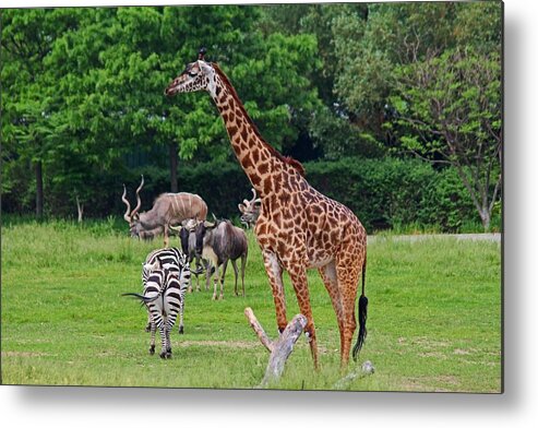 Giraffe Metal Print featuring the photograph As Long As We're Together by Michiale Schneider