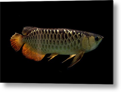 Fish Metal Print featuring the photograph Asian arawana Scleropages formosus by Nathan Abbott