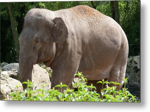 Asian Elephant Metal Print featuring the photograph Asian Elephant by Jackie Russo