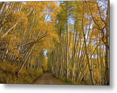 Colorado Metal Print featuring the photograph Aspen Alley by Steve Stuller
