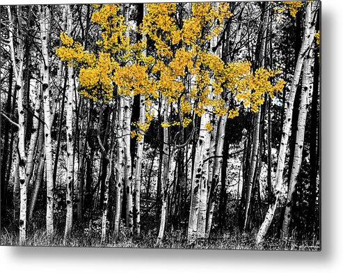 Black Metal Print featuring the photograph Aspen Touch of Orange by James BO Insogna