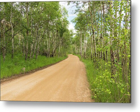 Aspen Trees Metal Print featuring the photograph Dirt Road With Aspen Trees by Tom Potter