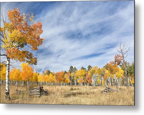 Aspen Metal Print featuring the photograph Aspen Tree Welcome by Denise Bush