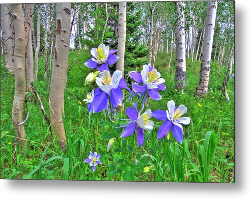 Aspen Metal Print featuring the photograph Aspens and Columbines by Scott Mahon