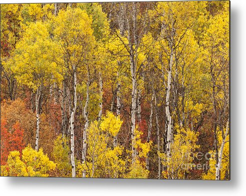 Aspen Metal Print featuring the photograph Aspen Trees With Vibrant Fall Foliage, Colorado, USA by Philip Preston