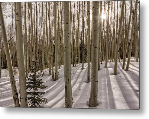 Aspen Metal Print featuring the photograph Aspens In Winter 2 - Santa Fe National Forest New Mexico by Brian Harig