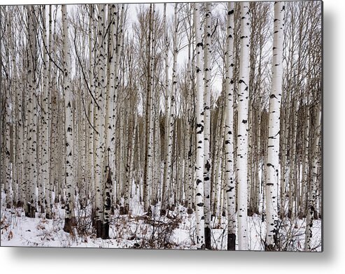 Aspen Metal Print featuring the photograph Aspens In Winter - Colorado by Brian Harig