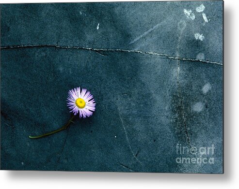 Aster Flower Nature Rock Stone Abstract Metal Print featuring the photograph Aster on a Rock by Ken DePue