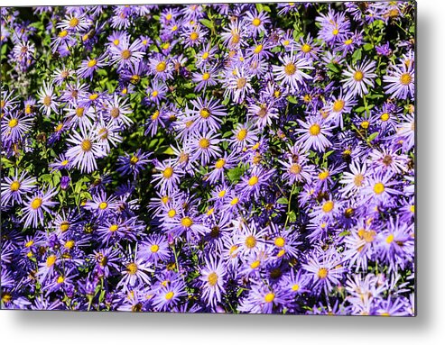 Aster Metal Print featuring the photograph Asters by Steve Purnell