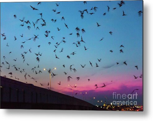 Round Rock Bat Images Metal Print featuring the photograph At dusk the Round Rock bats fly out from the I-35 bridge at McNe by Dan Herron