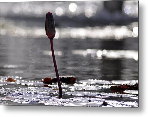 At Rabin Square Metal Print featuring the photograph At Rabin Square, Tel Aviv by Dubi Roman