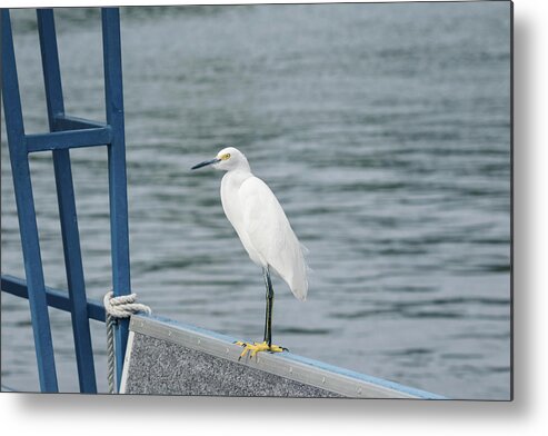 Egret Metal Print featuring the photograph At the Edge by Kim Hojnacki