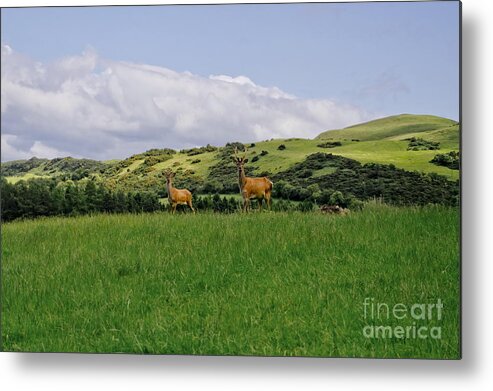 Beecraigs Metal Print featuring the photograph At the hill bottom. by Elena Perelman