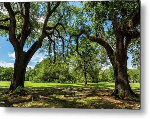 Audubon Park Metal Print featuring the photograph Audubon Park by Raul Rodriguez