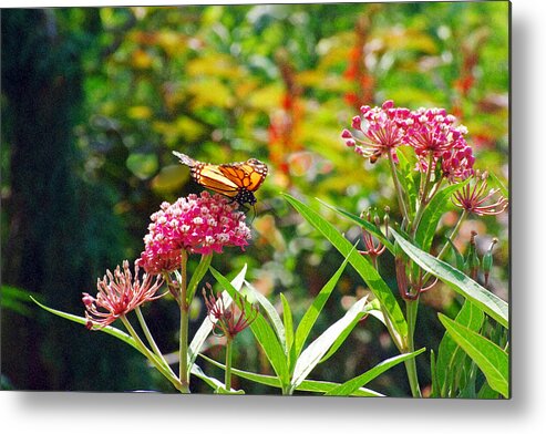 Monarch Butterfly Metal Print featuring the photograph August Monarch by Janis Senungetuk