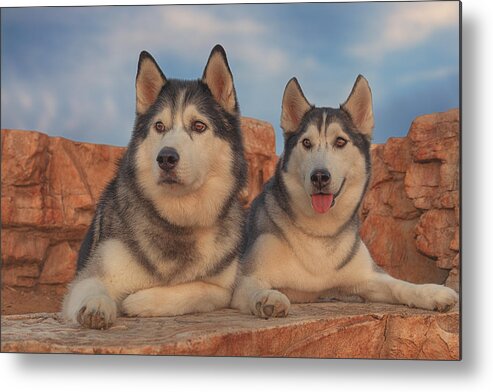 Animal Metal Print featuring the photograph Aurora and Timber by Brian Cross