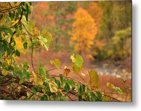 Fall Metal Print featuring the photograph Autmn Leaves 3 by Frank Mari