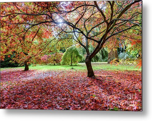 Autumn Metal Print featuring the photograph Autumn at Westonbirt Arboretum by Colin Rayner