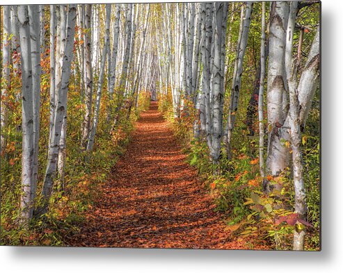 Autumn Metal Print featuring the photograph Autumn Birch Path by White Mountain Images