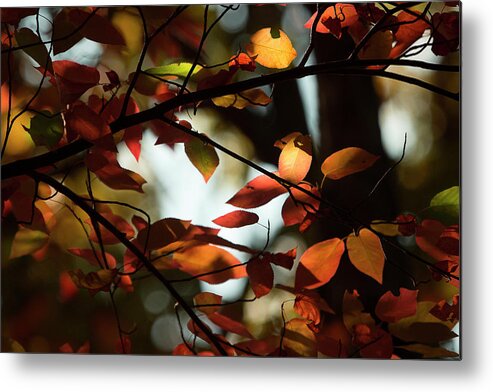 Fall Leaves Metal Print featuring the photograph Autumn Changing by Mike Eingle