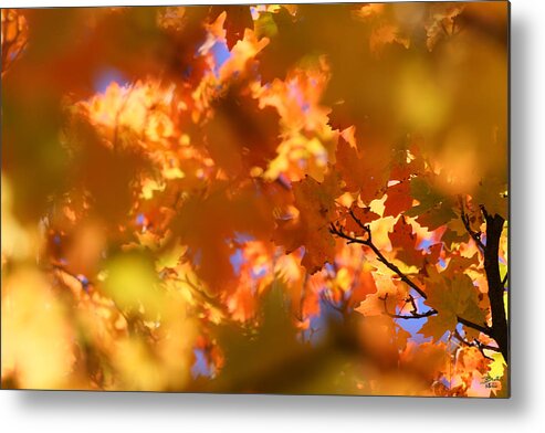 Landscape Metal Print featuring the photograph Autumn Colors and Leaves by Brett Pelletier