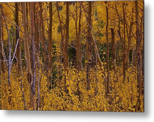 Aspen Trees Metal Print featuring the photograph Autumn Colors by Christopher James