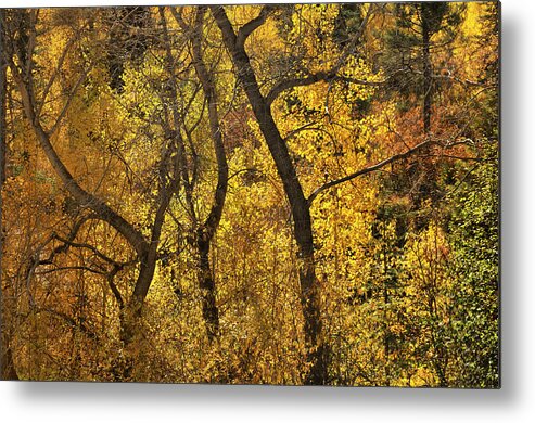 Landscape Metal Print featuring the photograph Autumn Cottonwood Thicket by Ron Cline