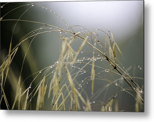 Autumn Metal Print featuring the photograph Autumn dew on grass by Spikey Mouse Photography