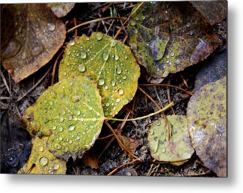 Leaf Metal Print featuring the photograph Autumn Dew by Sheryl Burns