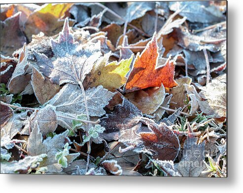Autumn Metal Print featuring the photograph Autumn ends, Winter begins 3 by Linda Lees