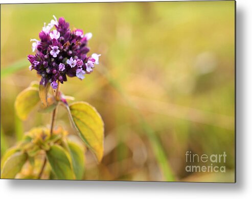 Autumn; Flowers; Flower; Colorful; Colors; Wood; Nature; Natural; Fall; Still; Sabine Jacobs; Purple; Field; Metal Print featuring the photograph Autumn Flower in a Field by Sabine Jacobs