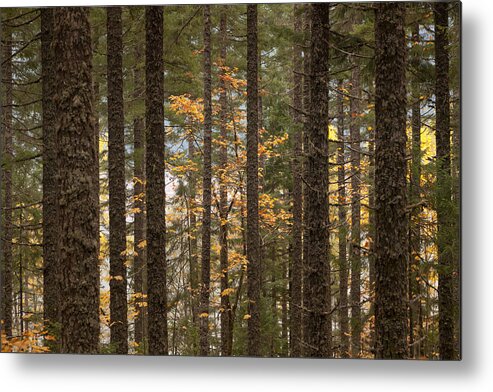 Autumn Metal Print featuring the photograph Autumn Forest by Scott Slone