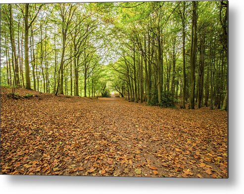 Woodland Metal Print featuring the photograph Autumn has arrived by Ed James