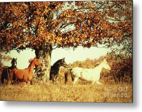 Horse Metal Print featuring the photograph Autumn Horses II by Dimitar Hristov