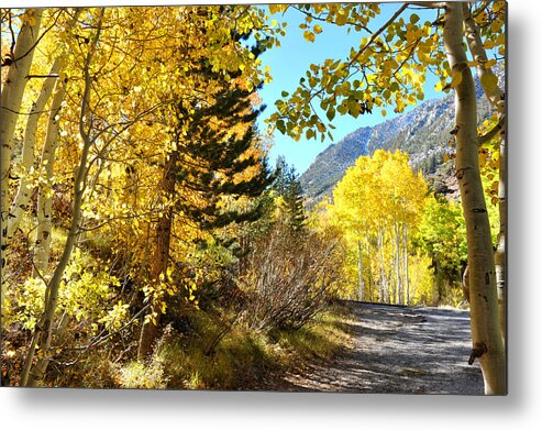 Bishop Creek Metal Print featuring the photograph Autumn in Bishop Creek by Dung Ma
