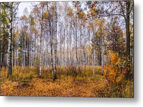 Poland Metal Print featuring the photograph Autumn in the Birch Grove by Dmytro Korol