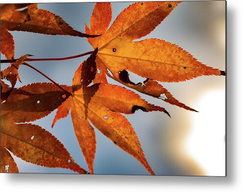 Autumn Metal Print featuring the photograph Autumn Leaves by Barry Wills