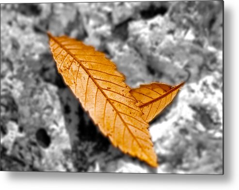 Autumn Metal Print featuring the photograph Autumn Leaves by Carole Lloyd