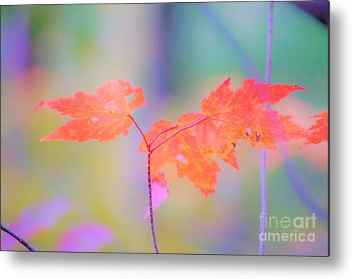 Autumn Metal Print featuring the photograph Autumn Leaves by Merle Grenz