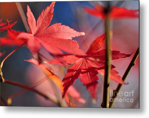 Autumn Maple Metal Print featuring the photograph Autumn Maple by Kaye Menner