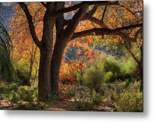 Autumn Metal Print featuring the photograph Autumn Memories by Sue Cullumber