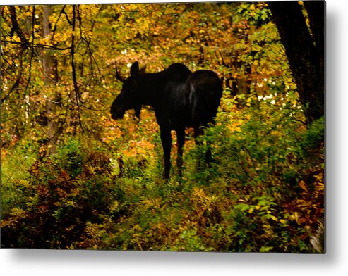 Moose Metal Print featuring the photograph Autumn Moose by Brent L Ander
