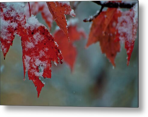 Autumn Metal Print featuring the photograph Autumn Snow by Venura Herath