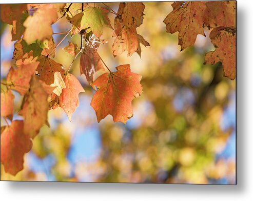 Autumn Metal Print featuring the photograph Autumn Splendor by Holly Ross