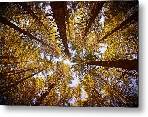 Treetops Metal Print featuring the photograph Autumn Treetops by Bonnie Bruno
