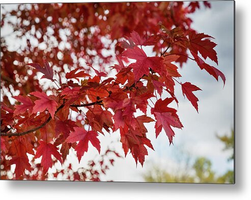 Red Metal Print featuring the photograph Autumns Red by James BO Insogna