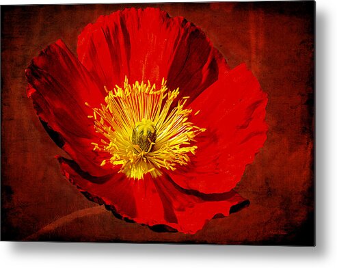 Poppy Metal Print featuring the photograph Awake To Red by Phyllis Denton