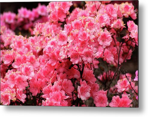 Washington Dc Metal Print featuring the photograph Azaleas by E B Schmidt